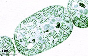 Anabaena variabilis