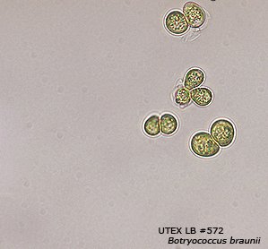 Botryococcus braunii