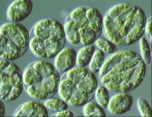 Chlorococcum littorale
