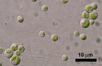 Chlorella sp.
