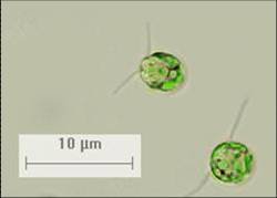 Chlamydomonas reinhardtii