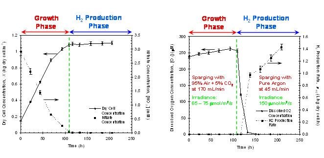 Figure from the explainer: Photobiological hydrogen production from cyanobacteria Anabaena variabilis
