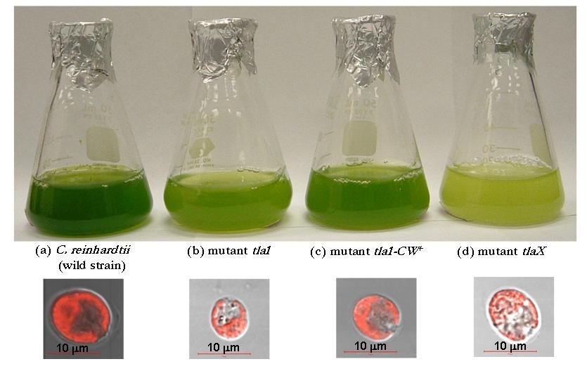 Figure 1. (top) Photograph of flasks containing suspensions of the same concentration of C.reinhardtii (a) CC125, (b) tla1, (c) tlaX, and (d) tla1-CW+ and (bottom) Differential interference contrast and fluorescence micr