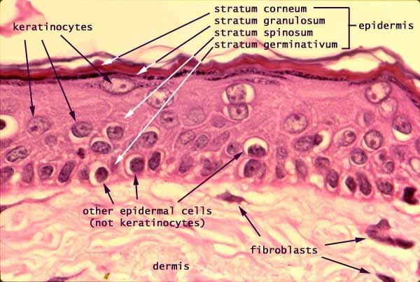 Multilayer structure of human skin