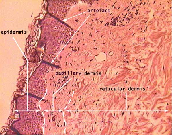 Papillary dermis and reticular dermis