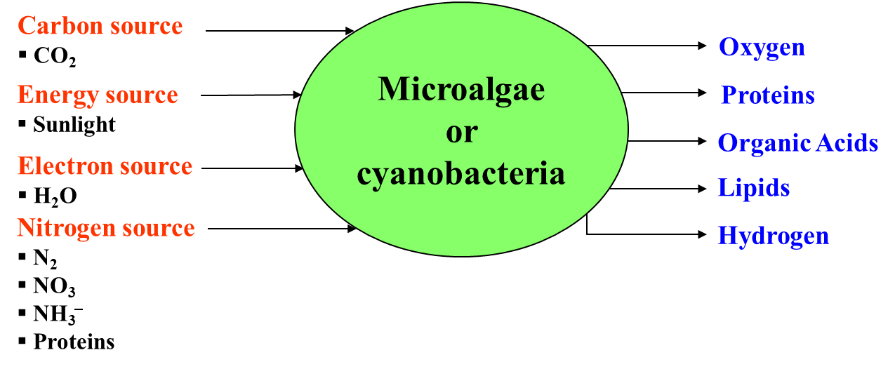 Fig. 2. Schematic of the microalgae/cyanobacteria consuming light and CO2 to produce proteins, lipids, H2.