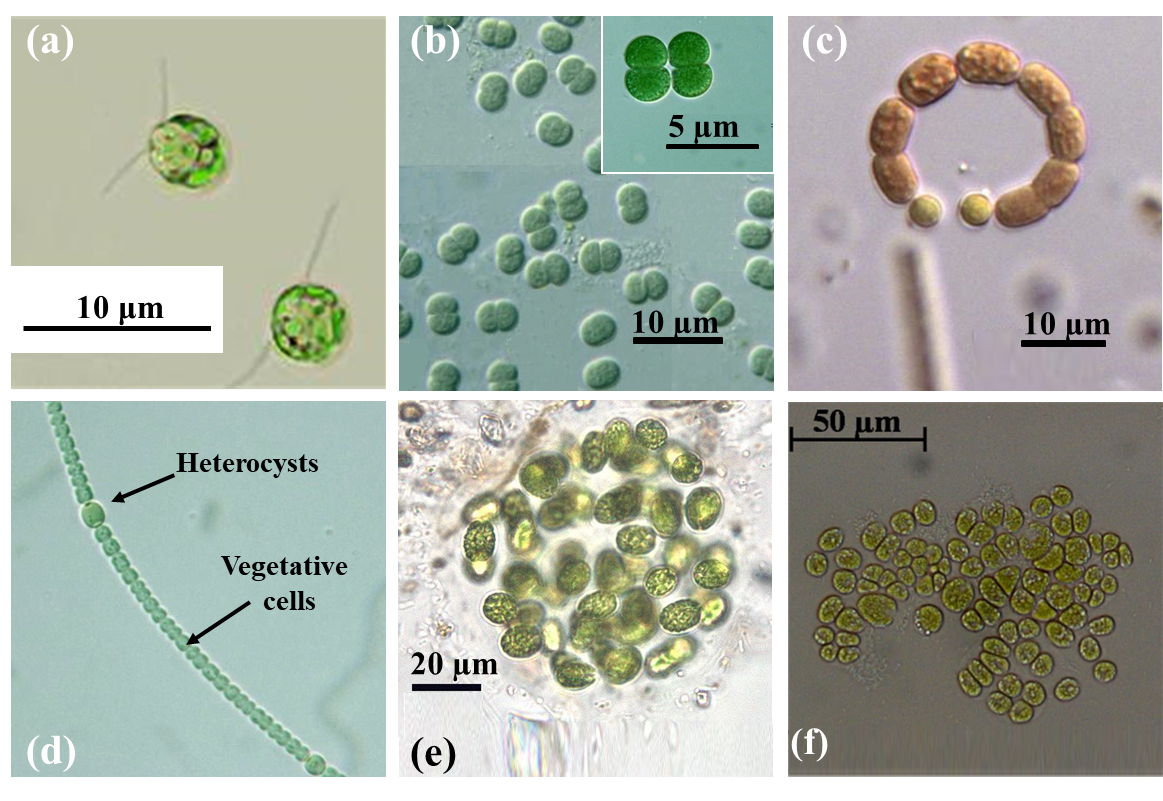 Micrographs of (A) Chlamydomonas reinhardtii, (B) dumbell-shaped Synechocystis sp. cell free floating and immediately after cell division (inset), (C) Anabaenopsis sp., (D) Anabaena cylindrica, (E) a colony of the microa