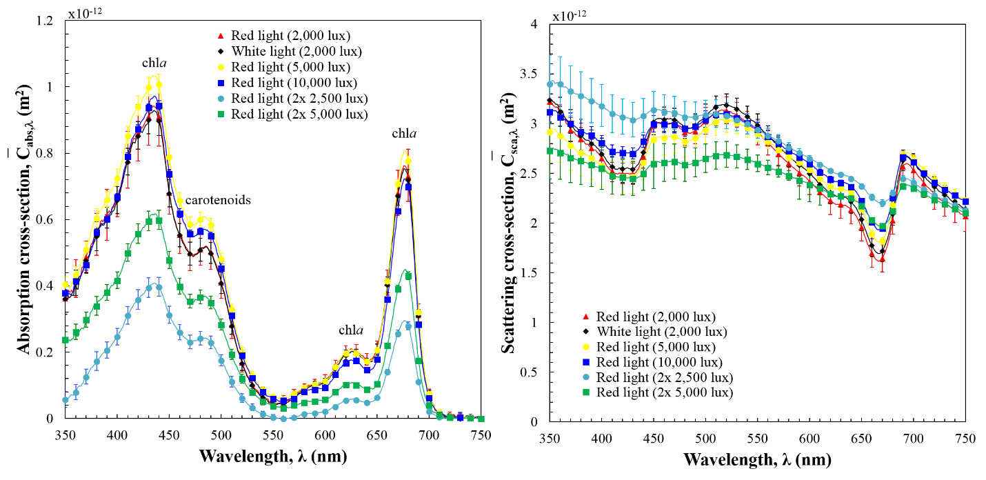 Fig.2. Average spectral (a) absorption Cabs,λ and (b) scattering Csca,λ cross-sections of N. oculata grown with fluorescent white light with illuminance of 2000 lux and red LEDs with illuminance ranging from 2000 to 10,0