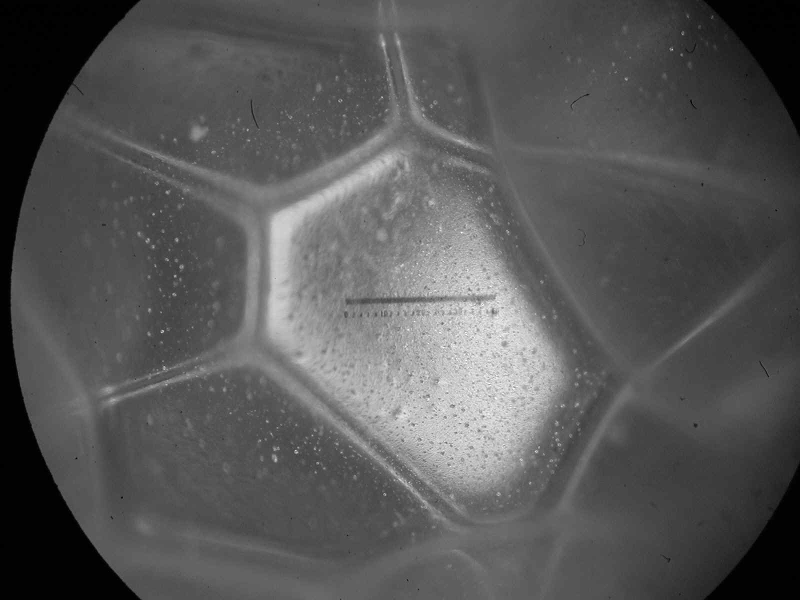 Figure 2: Morphology of lamellae of polyhedral bubbles in closed-cell rigid polyurethane foam by optical microscopy.