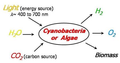 Photobiological hydrogen production from cyanobacteria Anabaena variabilis