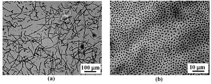 Radiation characteristics of photosynthetic biofuel producing microalgae