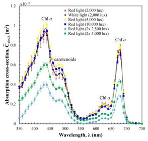 Optical properties of Nannochloropsis oculata grown under different irradiances and spectra