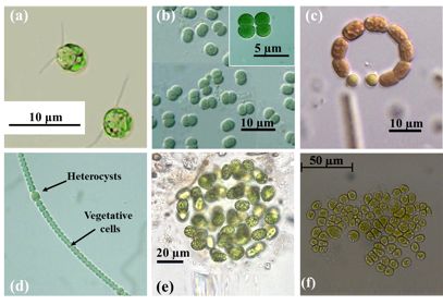 Photobiological food and fuel production and CO2 fixation