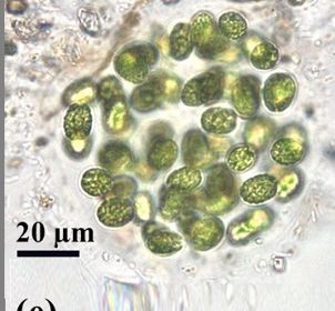 Optical properties of photosynthetic biofuel producing microalgae
