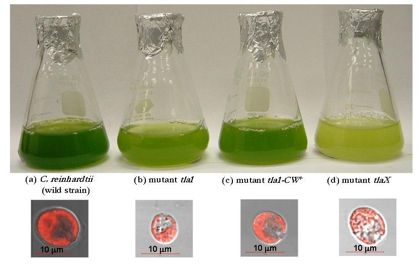 C. reinhardtii and its truncated chlorophyll antenna transformants