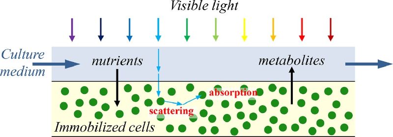Graphical abstract