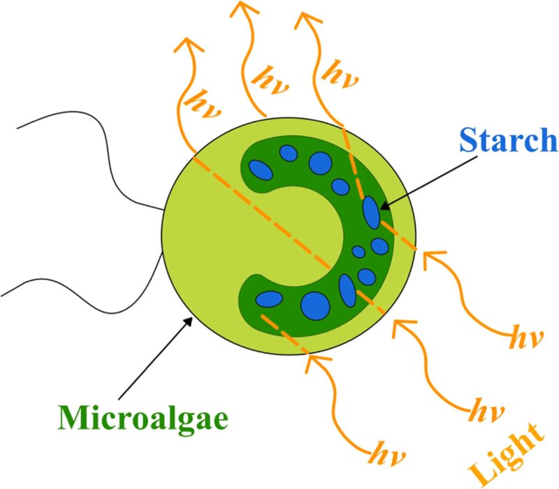 Graphical abstract