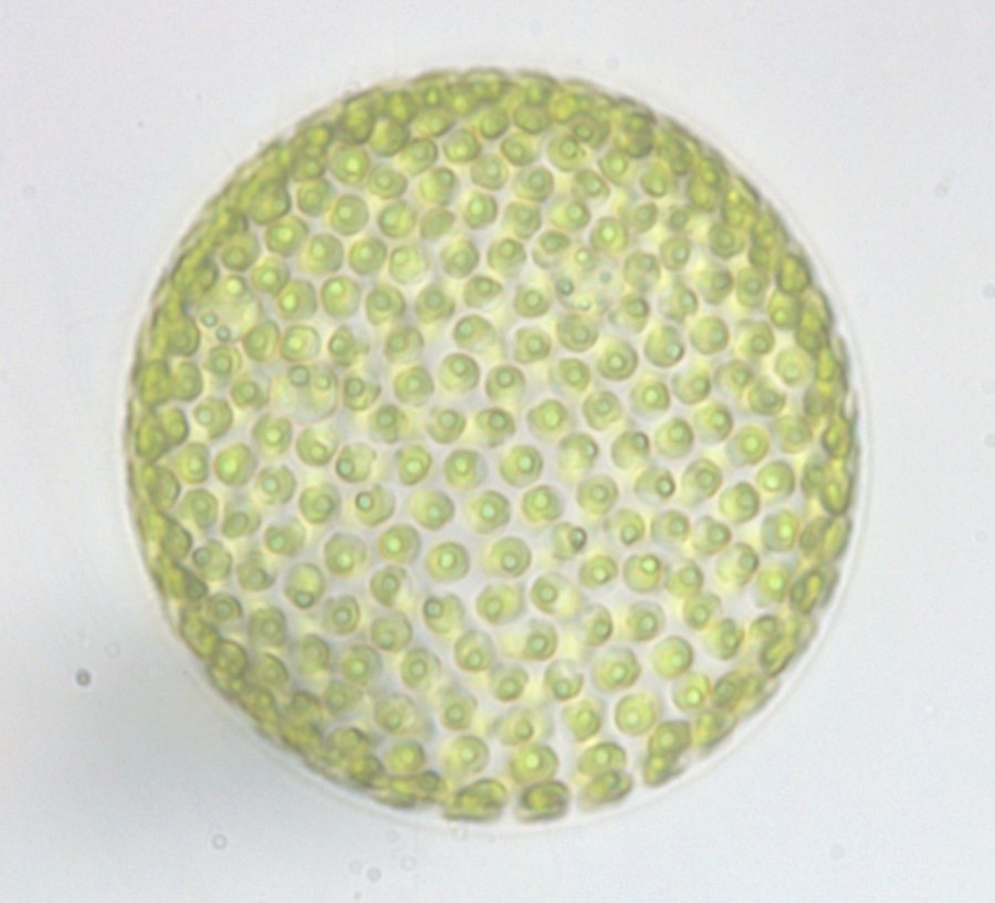 Microalgae colony