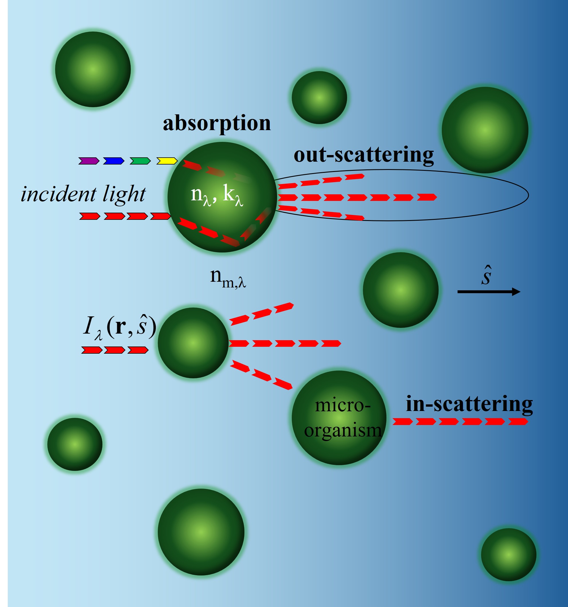 Illustration of light interaction with microalgae cells in suspension including absorption, out-scattering, and in-scattering due to refractive index mismatch.